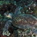 turtle_green_er_h_0705_png1092.jpg